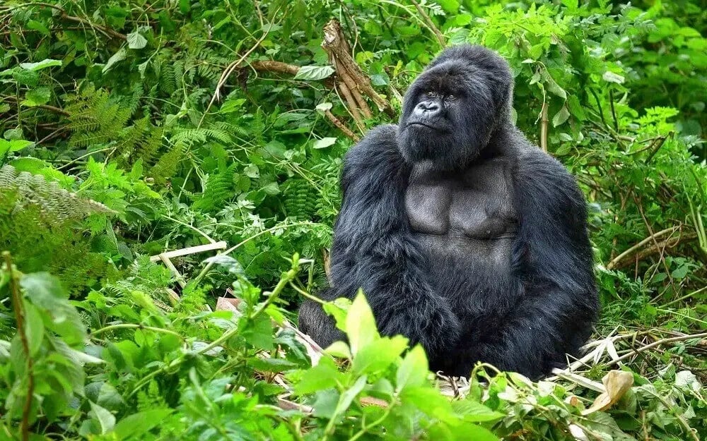 silverback_gorilla_forest_rwanda_safari