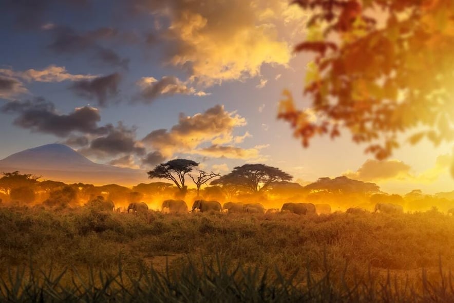 African savanna. Herd of elephants at sunset