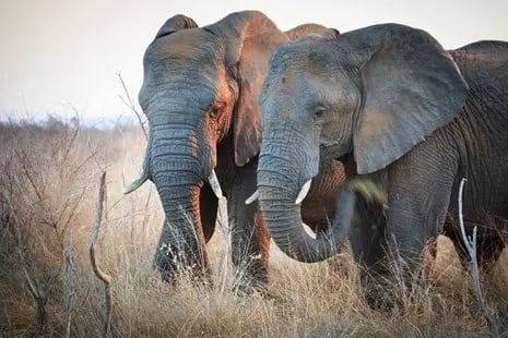 swaziland_safari_experience_elephants