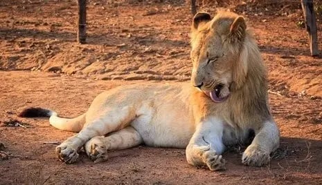 swaziland_safari_experience_lion