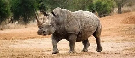 swaziland_safari_experience_rhinos