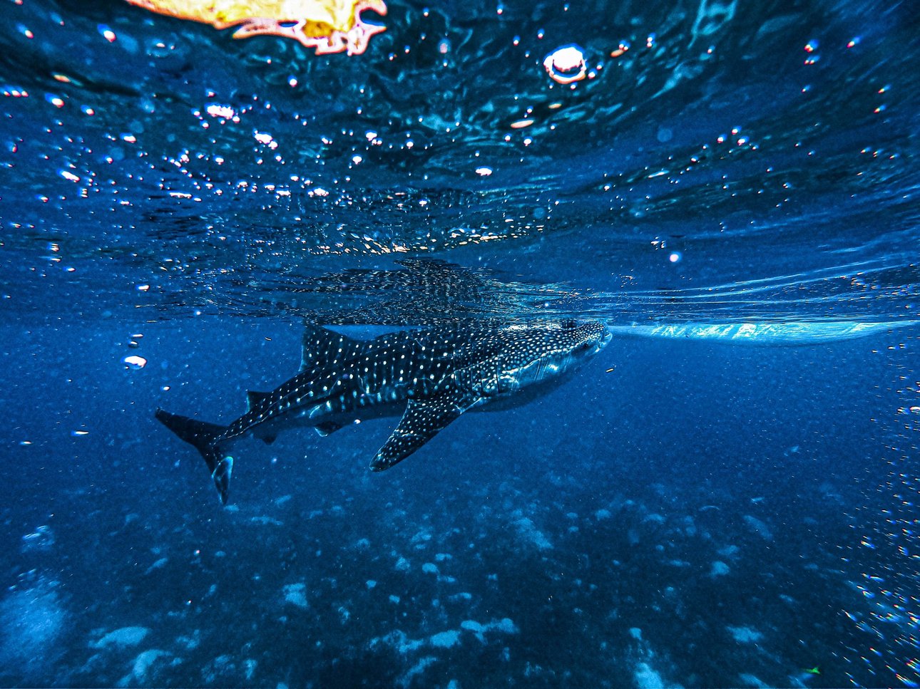 swimming_with_whale_sharks_2