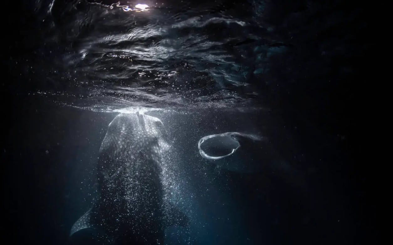 swimming_with_whale_sharks_maldives