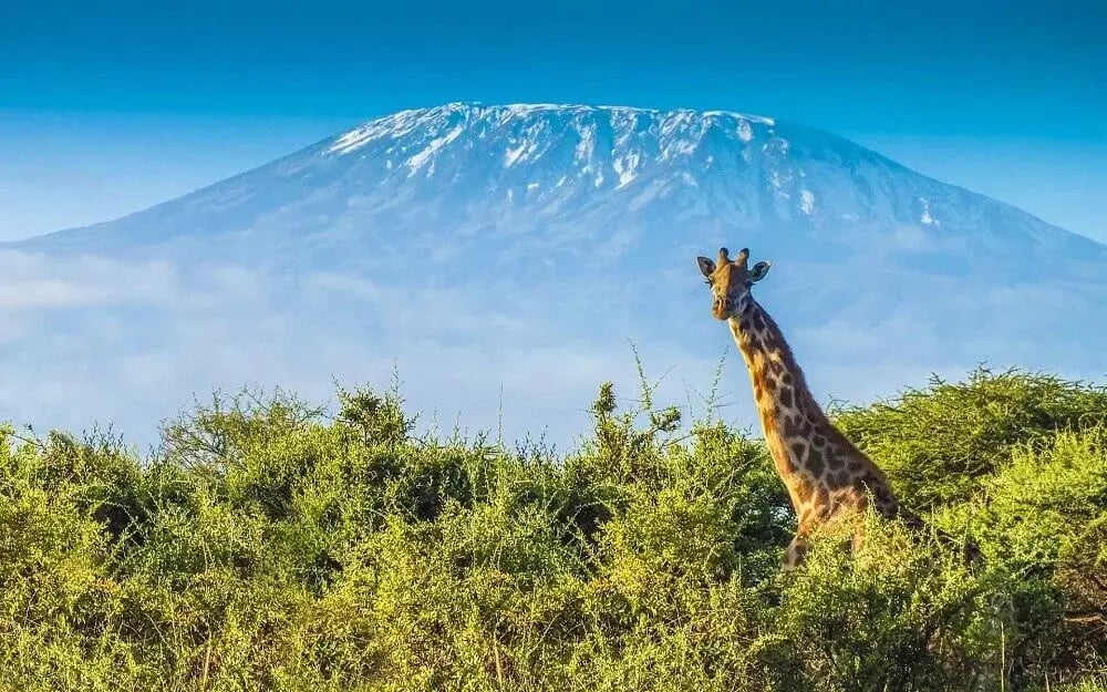tanzania_mount_kilimanjaro_giraffe_east_africa_honeymoon