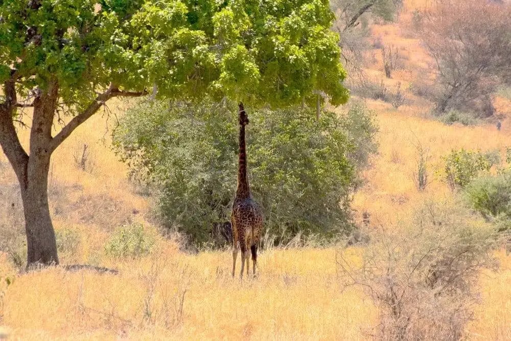 tanzania_tarangire_national_park_giraffe