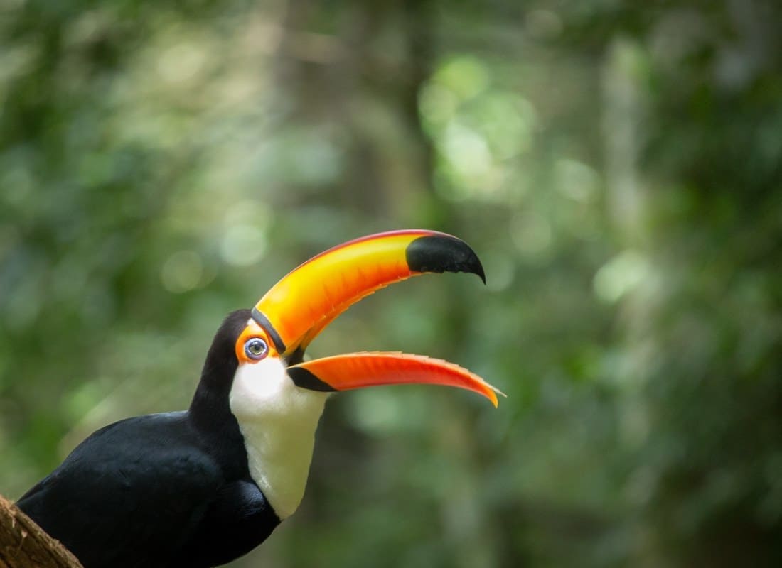 toucan_iguaza_qmkw6l-2-2