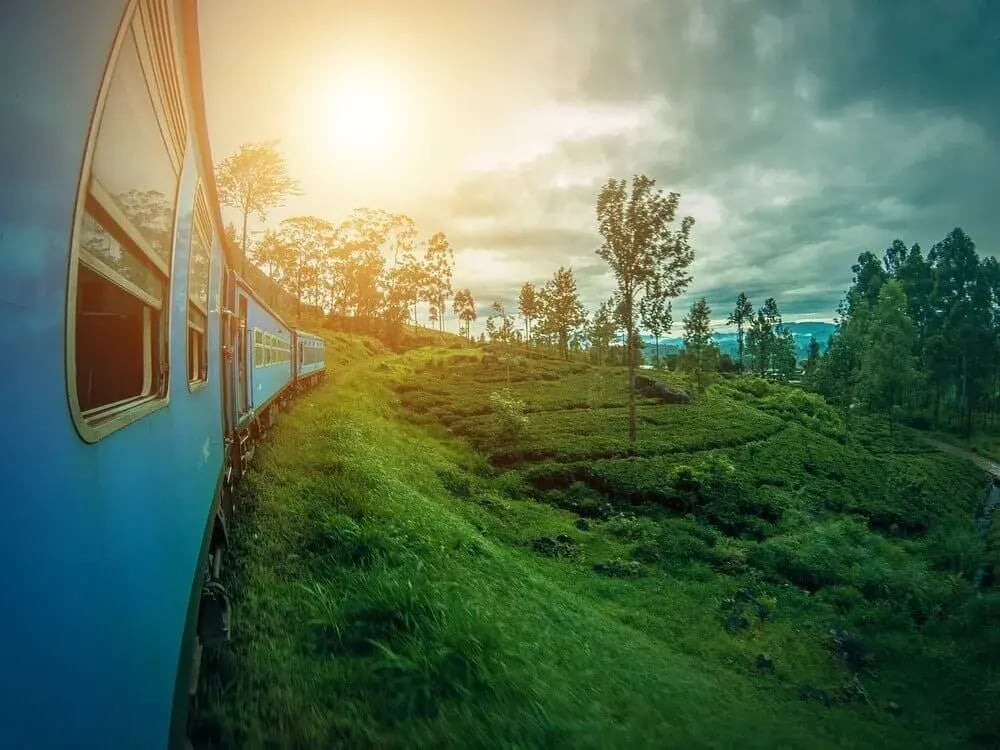 train-to-ella-through-rice-fields-1