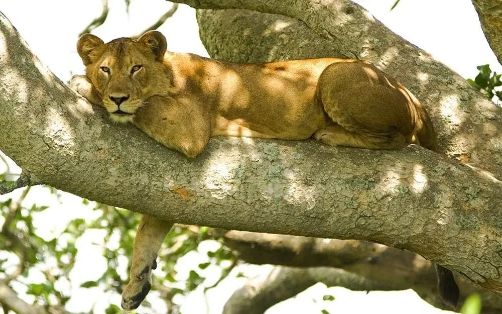 tree_climbing_lions_ishasha_uganda
