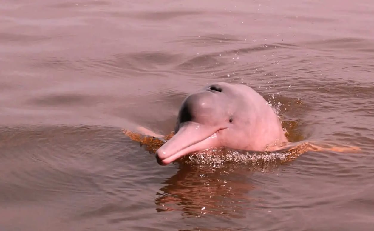 treehouselodgeriverdolphin-1-_1_