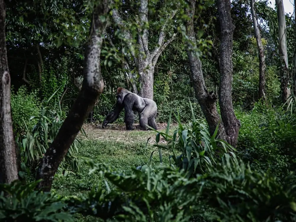 uganda_gorillas_unsplash_l4zkan-1