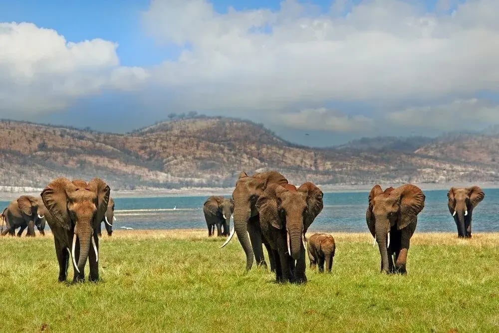 victoria_falls_activities_hwange_national_park