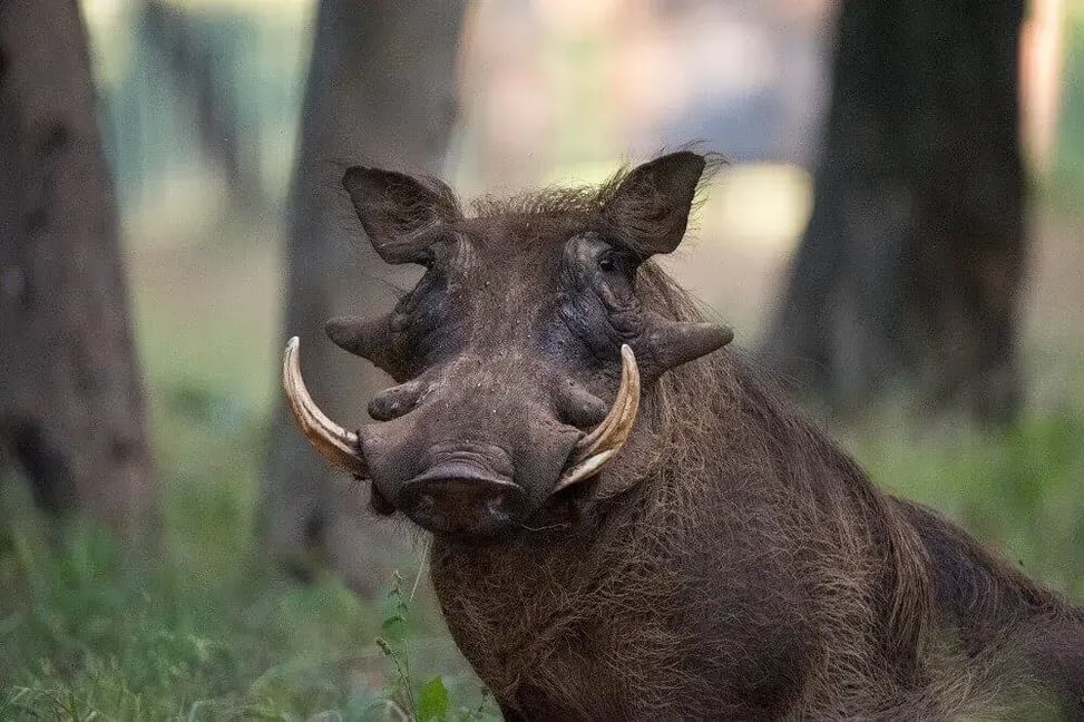 warthog_on_safari_in_zimbabwe