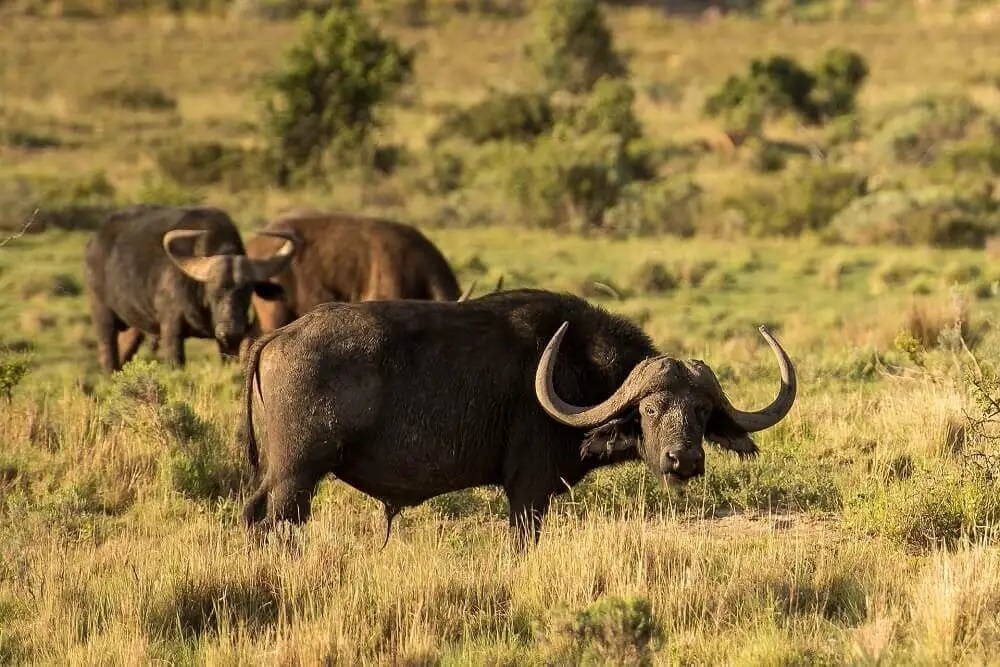 water_buffalo_zimbabwe_big_five_safari-1