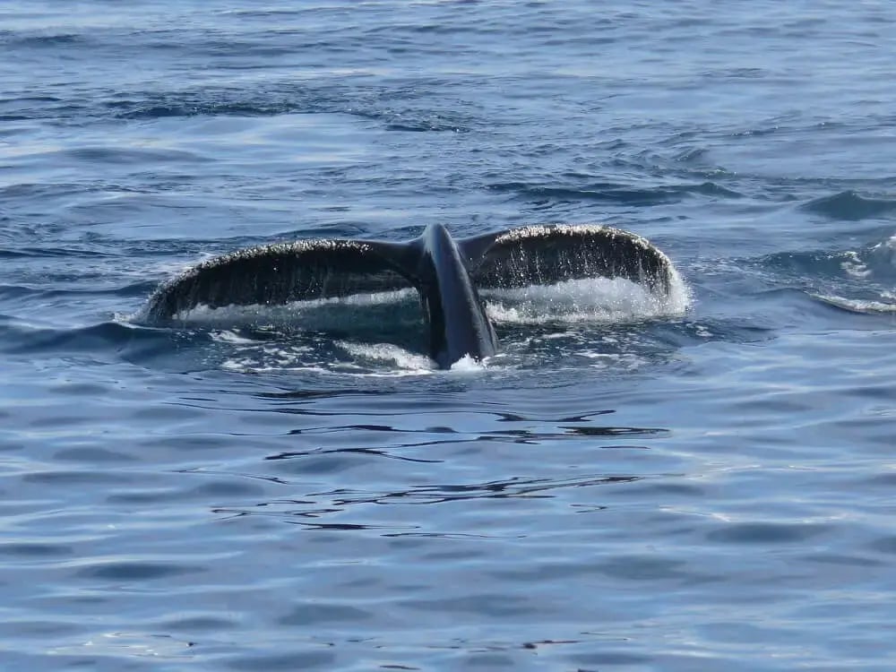 whale_tail_ocean_antarctica-1