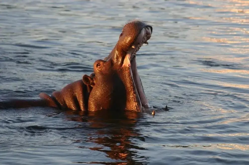 when_to_visit_victoria_falls_hippo_safari