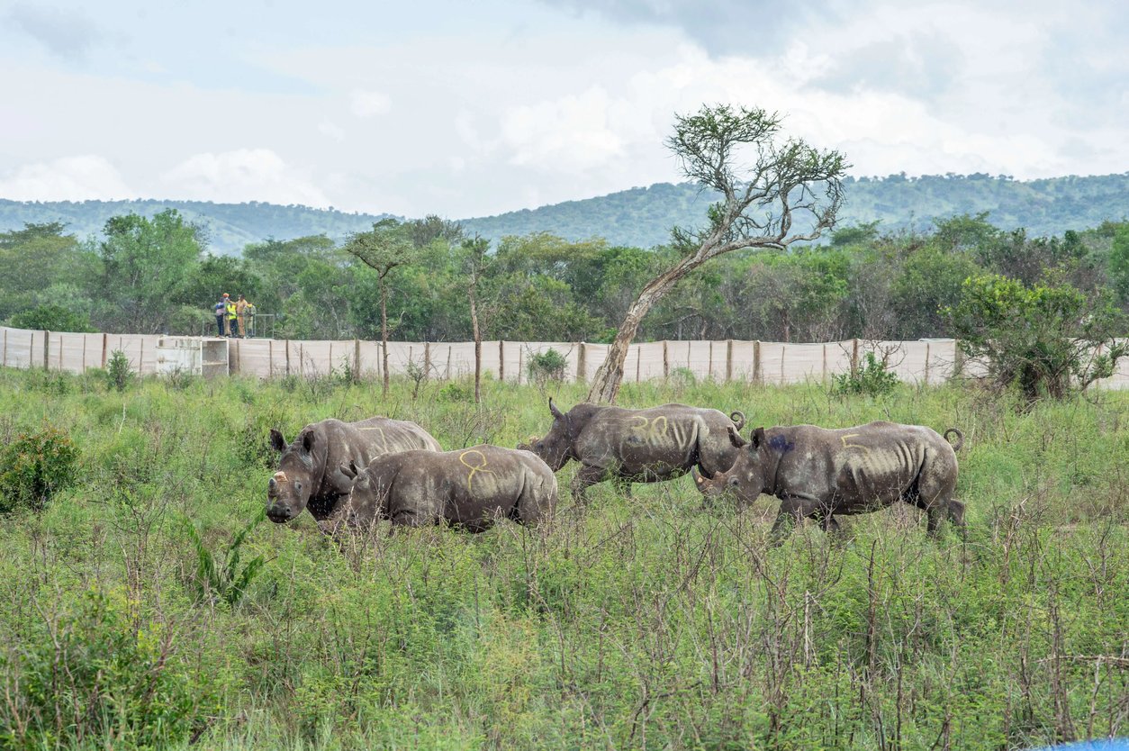white-rhinos-introduced-to-akagera-in-rwanda-gael-vande-weghe-african-parks