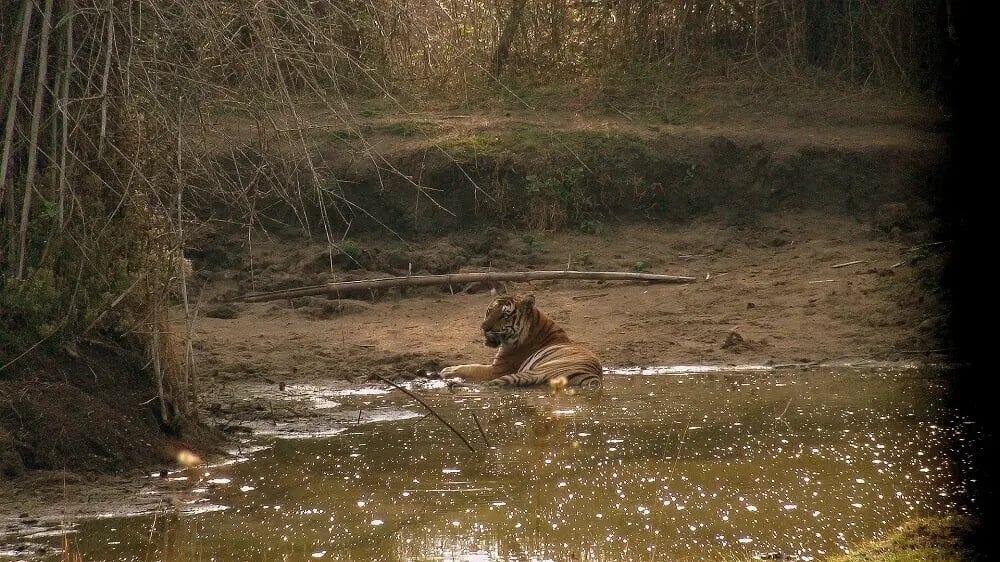 wild_tiger_swimming_in_india