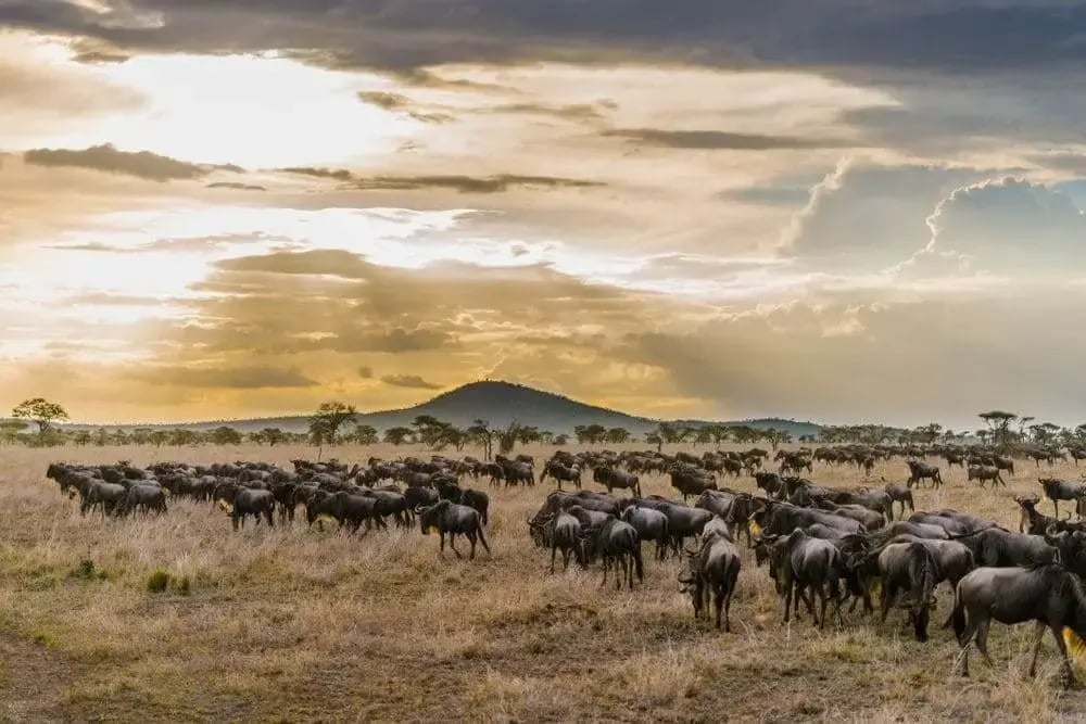 wildbeast_migration_serengeti_tanzania