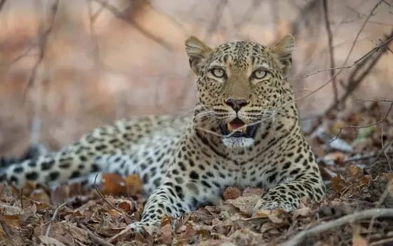 Responsible Travel Guide: Zambia