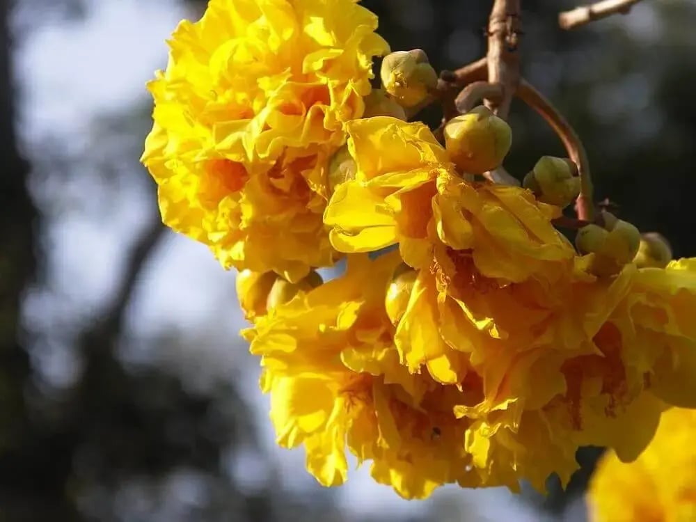 yellow_flower_botanical_gardens_luang_prabang_laos