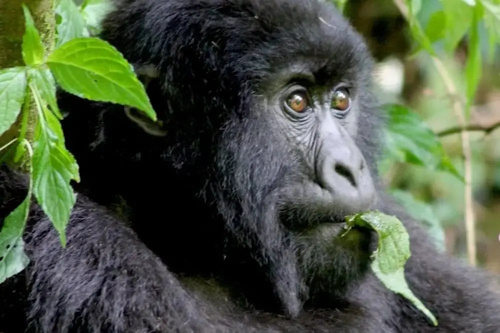 young_mountain_gorilla_rwanda
