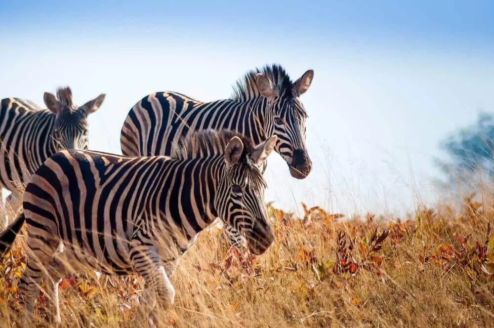 zebra_herd_in_swaziland_safari