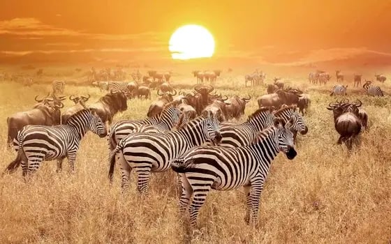 Zebras in Tanzania