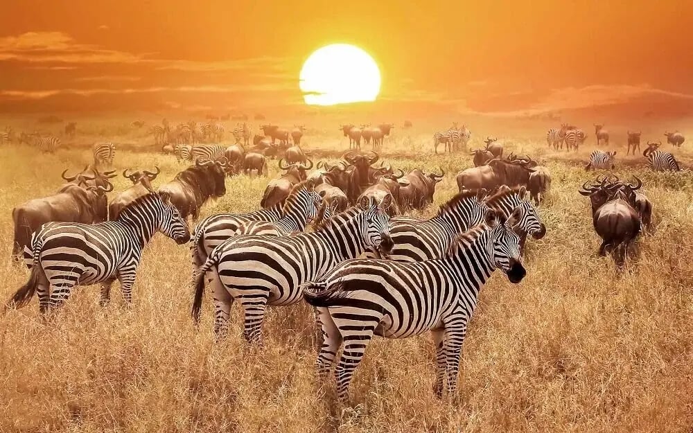 zebra_sunset_serengeti_national_park_east_africa_honeymoon