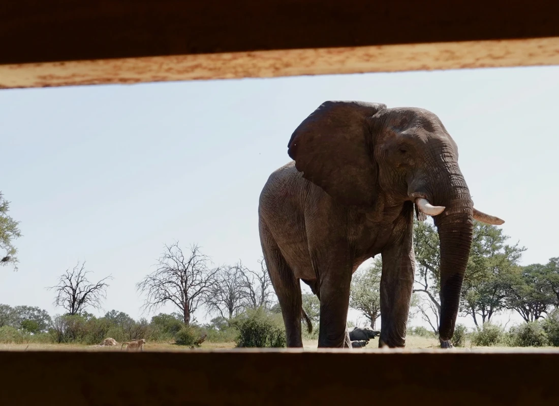 Two-week Wildlife and Conservation Experience in Zimbabwe