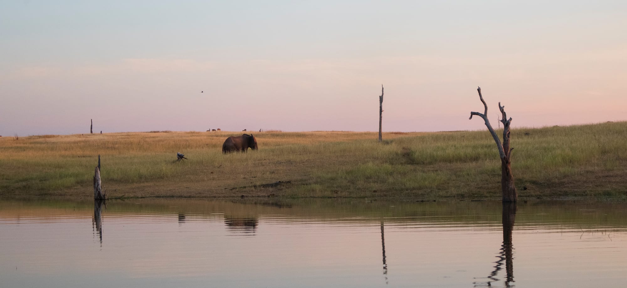 Lake_kariba_elephant_free_stock_photo_samuel-ngwarai_2023_vjooex-1