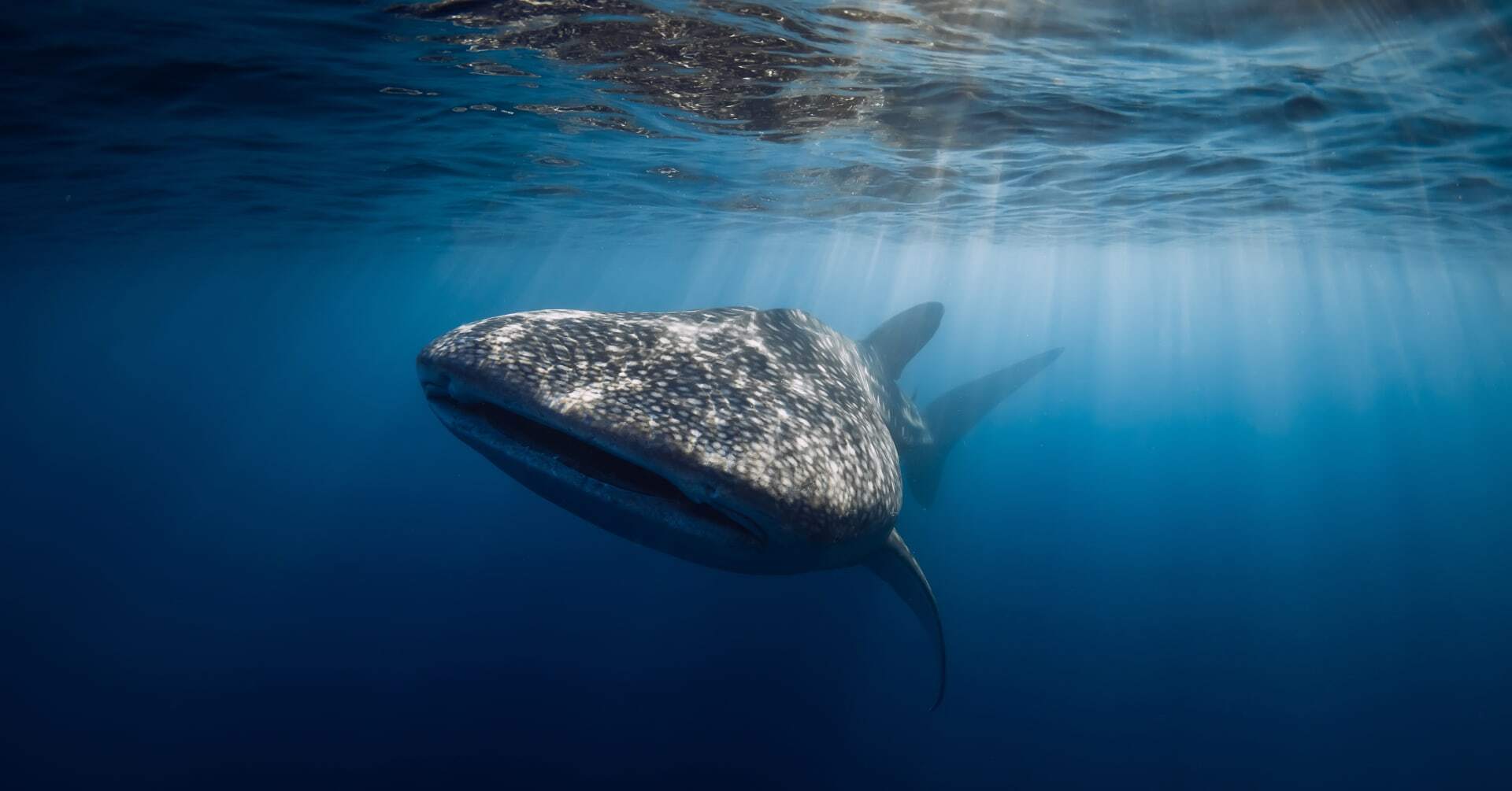 10 of the World's Most Endangered Marine Species