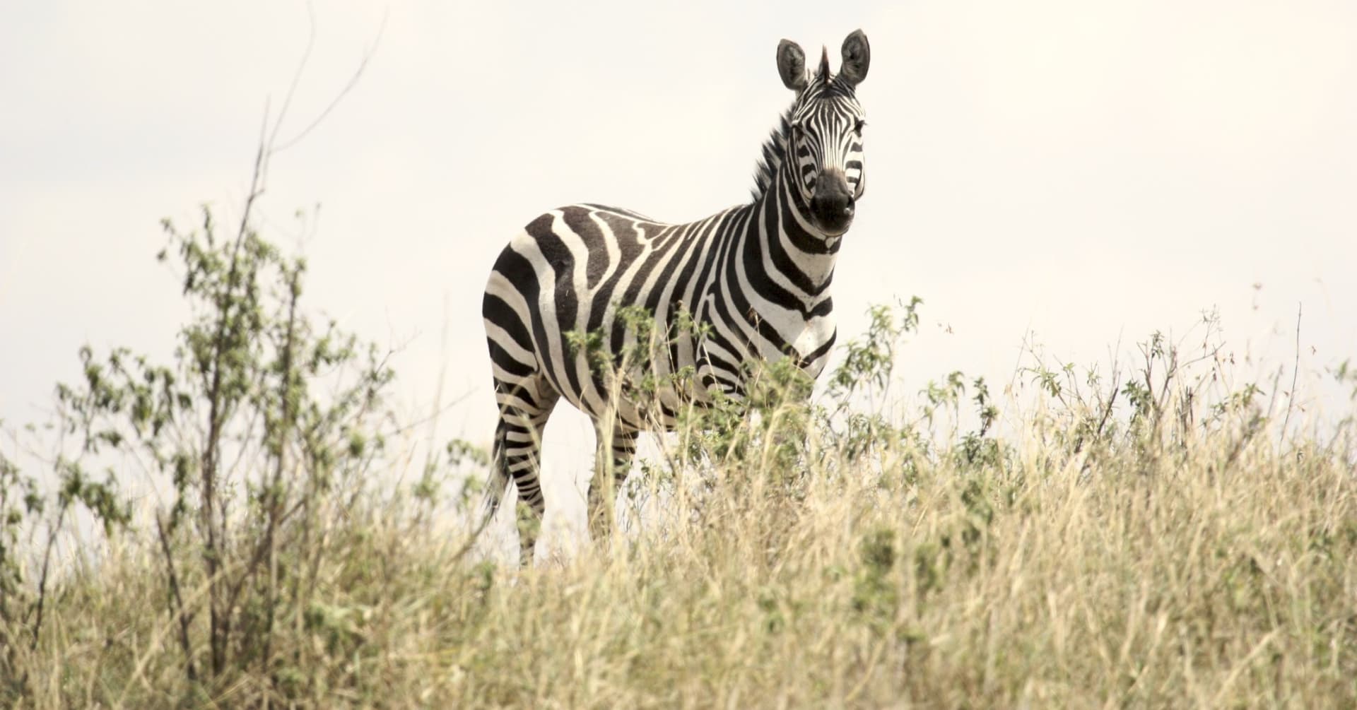 In Their Own Words: Josh & Lisa's Tanzania Honeymoon
