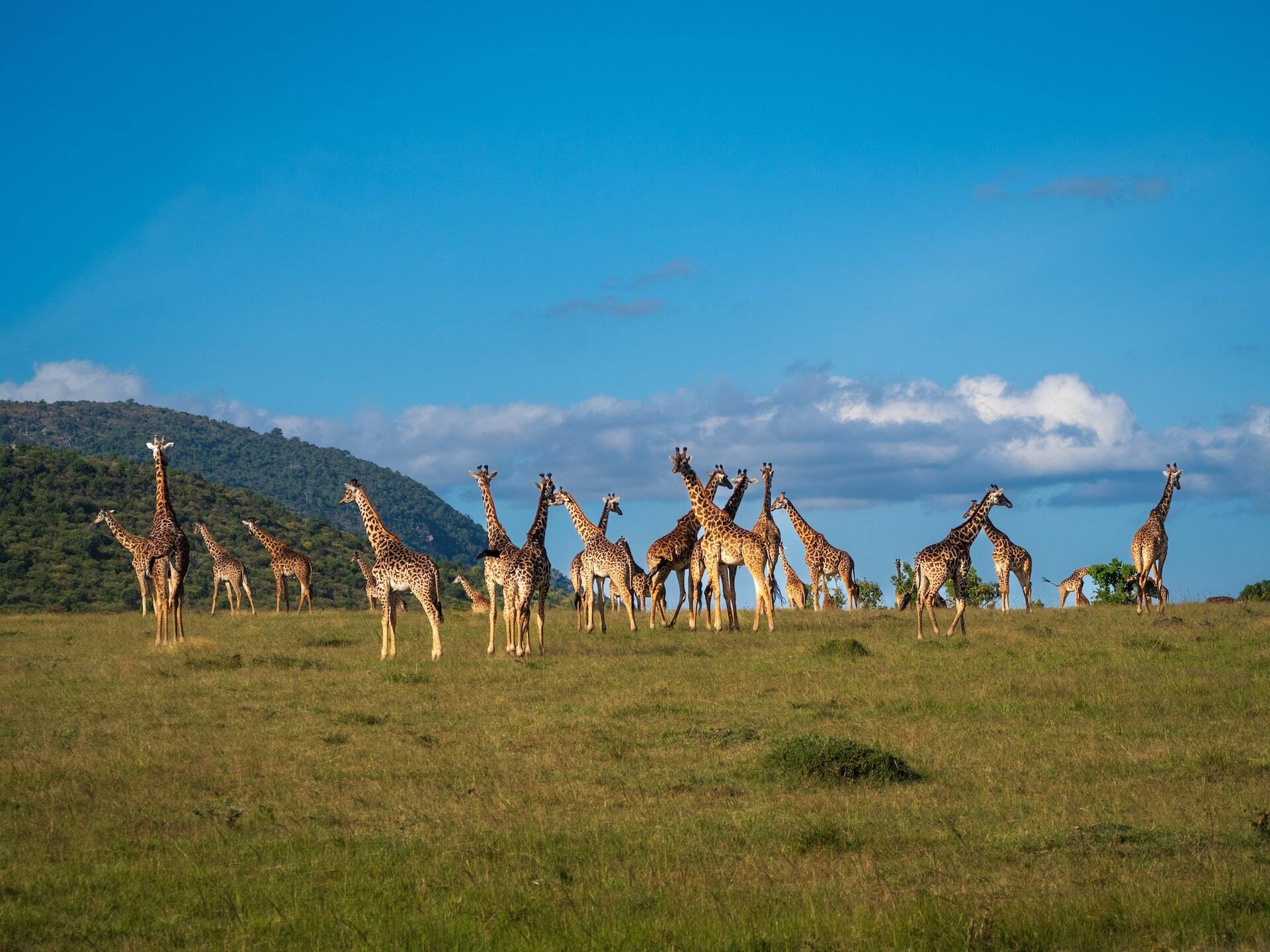 shutterstock_2496121379_masai_mara